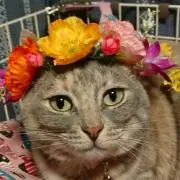 ペペの画像