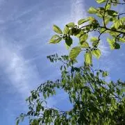 ひいの画像