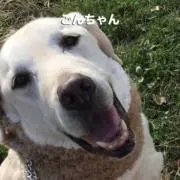 ごんすけの画像