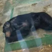 きりんねこの画像