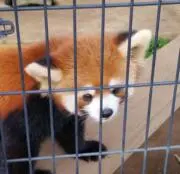 シドの画像