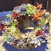 村の花の画像