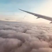 ごんちゃんの画像