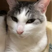 しろねこの画像