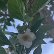 ヒメシャラの木の画像