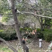 おみの画像