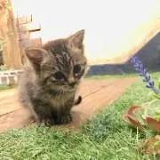 ロニーの画像