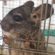 アロマーズ