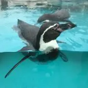 ゆっちの画像