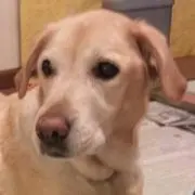 もかろん