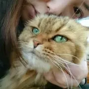 ガッチャン