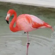 ハル