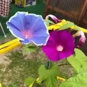ぽてねこの画像
