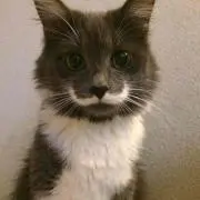 コロ助