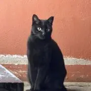 ryoの画像