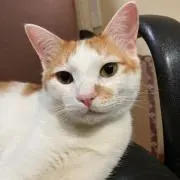 Kaori
