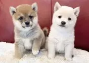 ☆ミニオン☆購入前にプロフ必読下さい★の画像
