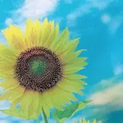 千秋の画像