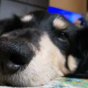 かわの画像