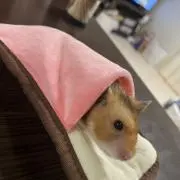 ぷーちゃんの画像
