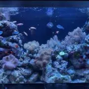 ao__の画像