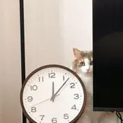 もぴの画像