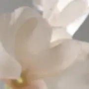 Fawnの画像