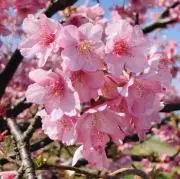 桜の画像