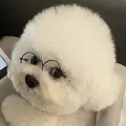 Ayaの画像