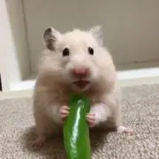 ジョニーの画像