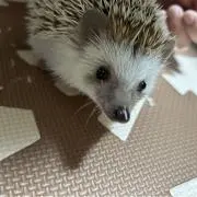 たんぴ