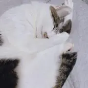✴︎ビクトリア✴︎の画像