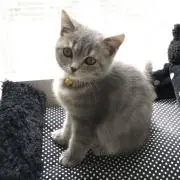 美品✨Vivienne westwood カットソー 変形 花柄 オーブ 44 - メルカリ