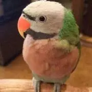 ダルマインコ