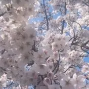 ❥¨̮あƕ¨̮❥·の画像