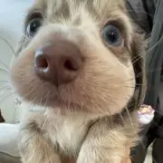 ぽんの画像