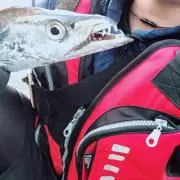 kznの画像