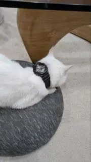 ILEXの画像