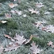 にしんの画像