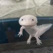 さんみゃく