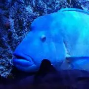 だんごの画像