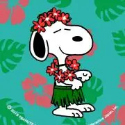 mahalo_box⭐の画像