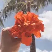 パロリの画像