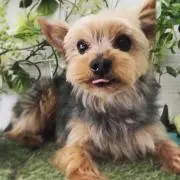 ヤヤ