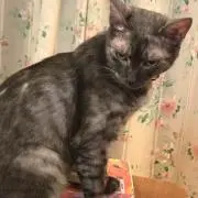タモツ