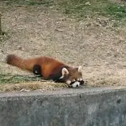 みゅーたの画像