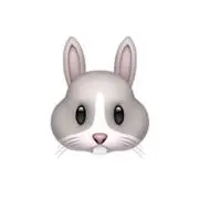 うさぎの画像