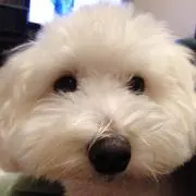 duru