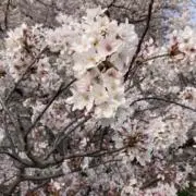 ダッフィー大好きの画像