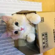 なーたの画像